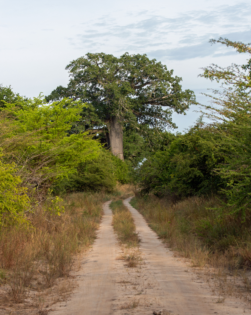 Моя Танзания (день четвёртый: сафари в национальном парке Саадани)