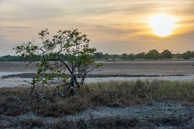 Моя Танзания (день четвёртый: сафари в национальном парке Саадани)