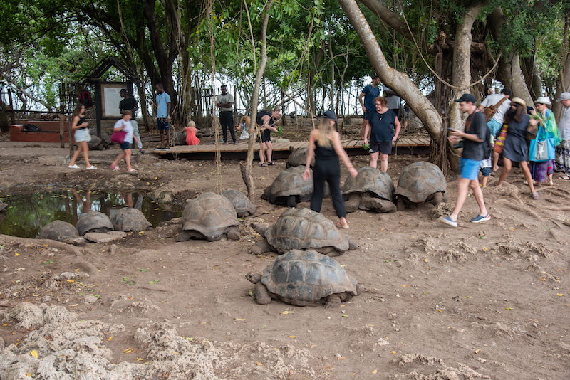 Моя Танзания (день шестой: острова Призон и Накупенда, экскурсия по Стоун Тауну)