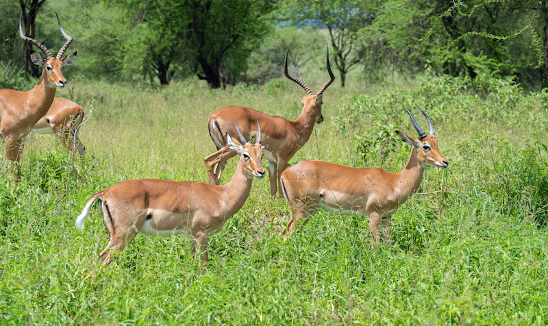 Моя Танзания (день восьмой: национальный парк Тарангири)