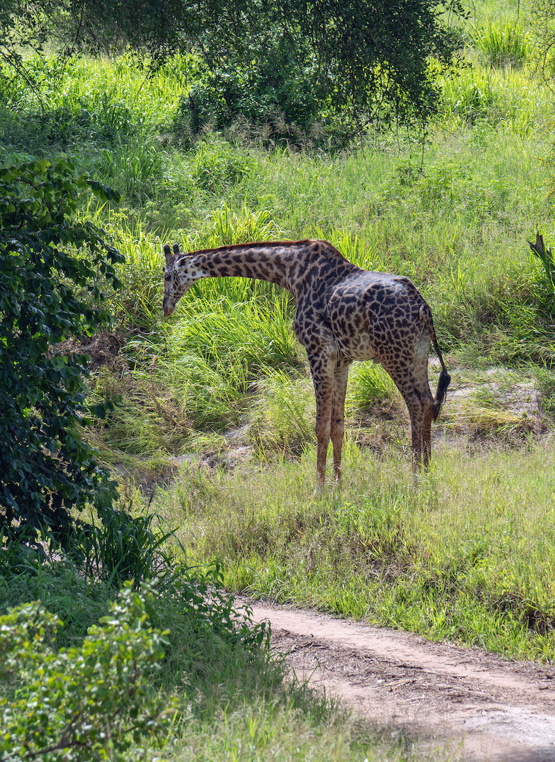 Моя Танзания (день восьмой: национальный парк Тарангири)