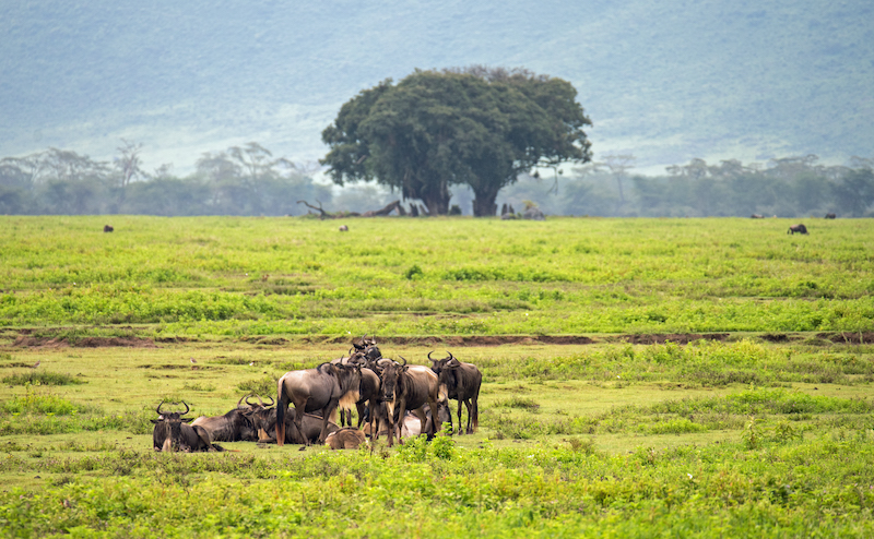 Моя Танзания (день девятый: национальный парк Нгоронгоро)
