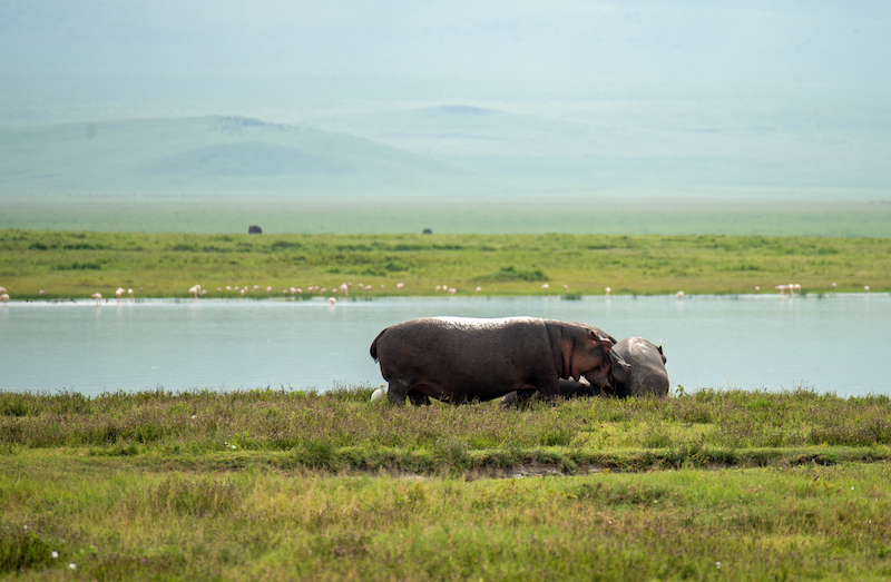 Моя Танзания (день девятый: национальный парк Нгоронгоро)