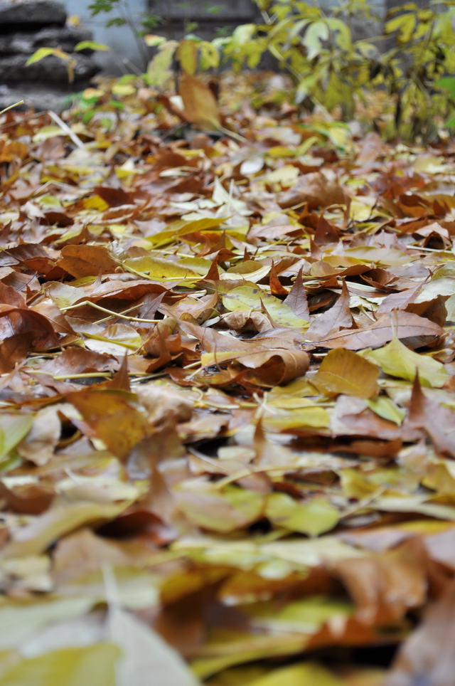 На ковре из жёлтых листьев...